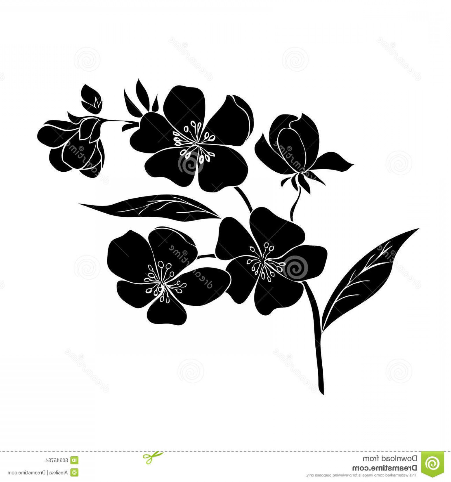 1560x1668 Stock Illustration Twig Cherry Blossoms Sakura Vector Illustration