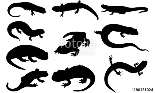 500x300 Salamander Silhouette Vector Graphics Stock Image And Royalty