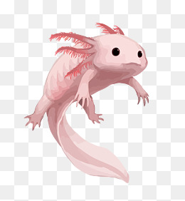 260x282 Salamander Vector Png Images Vectors And Psd Files Free