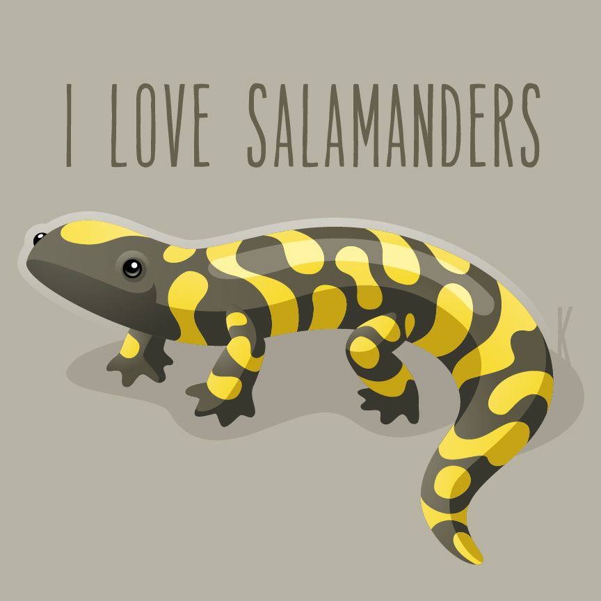 864x864 I Love Salamanders By Karianne Hutchinson Illustration Vector