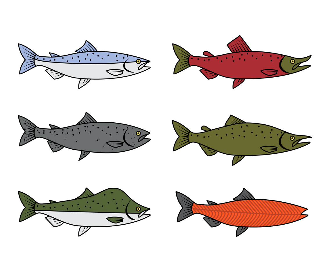 1136x936 Free Salmon Vector Vector Art Amp Graphics