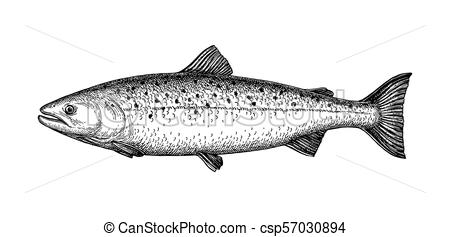 450x237 Ink Sketch Of Salmon. Hand Drawn Vector Illustration Of Fish