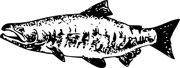 600x228 Salmon Vectors Free Vector Download (16 Free Vector) For