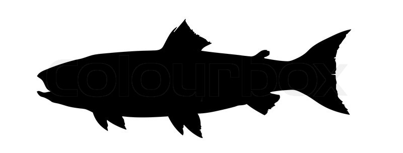 800x304 Vector Silhouette Salmon On White Background Stock Vector