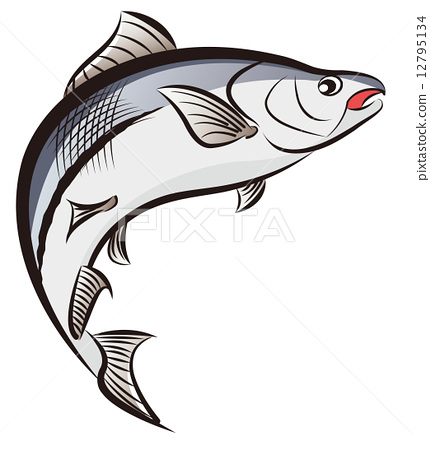 430x450 Trout, Salmon, Vector