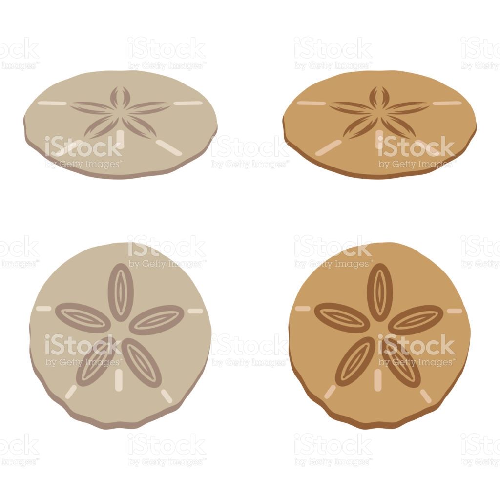1024x1024 A Set Of Sand Dollar Icons Vector Art