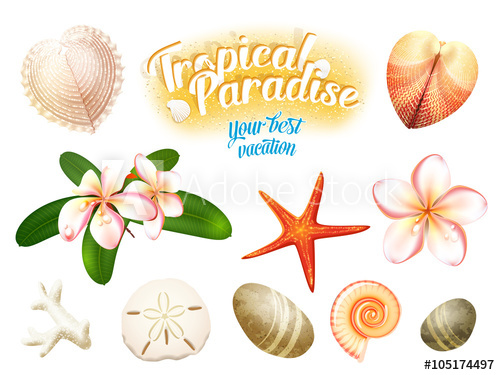 500x375 Set Of Tropical Nature Objects Sea Shells, Plumeria Flowers