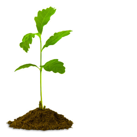 450x450 Vector Sapling Plant Free Vector For Free Download About