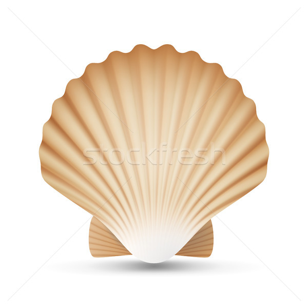 600x600 Scallop Stock Vectors, Illustrations And Cliparts Stockfresh