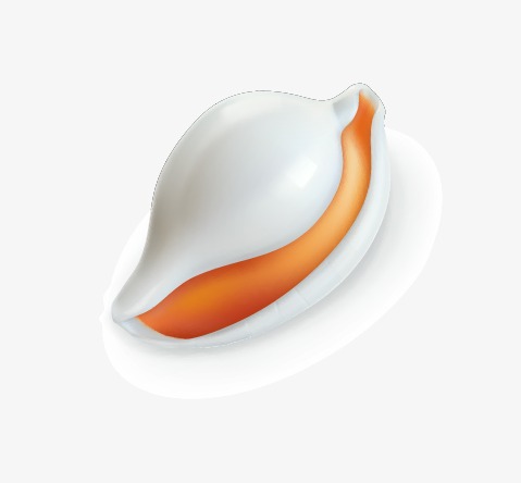 479x444 Marine Life Vector, Scallop, Vector Material, Summer Theme Png And