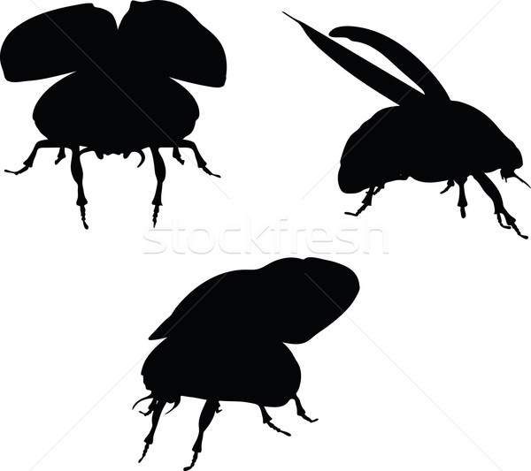 600x533 Scarab Stock Photos, Stock Images And Vectors Stockfresh