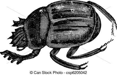 450x291 Scarab Beetles Or Ateuchus Aegyptiorum . Vintage Engraving. Scarab