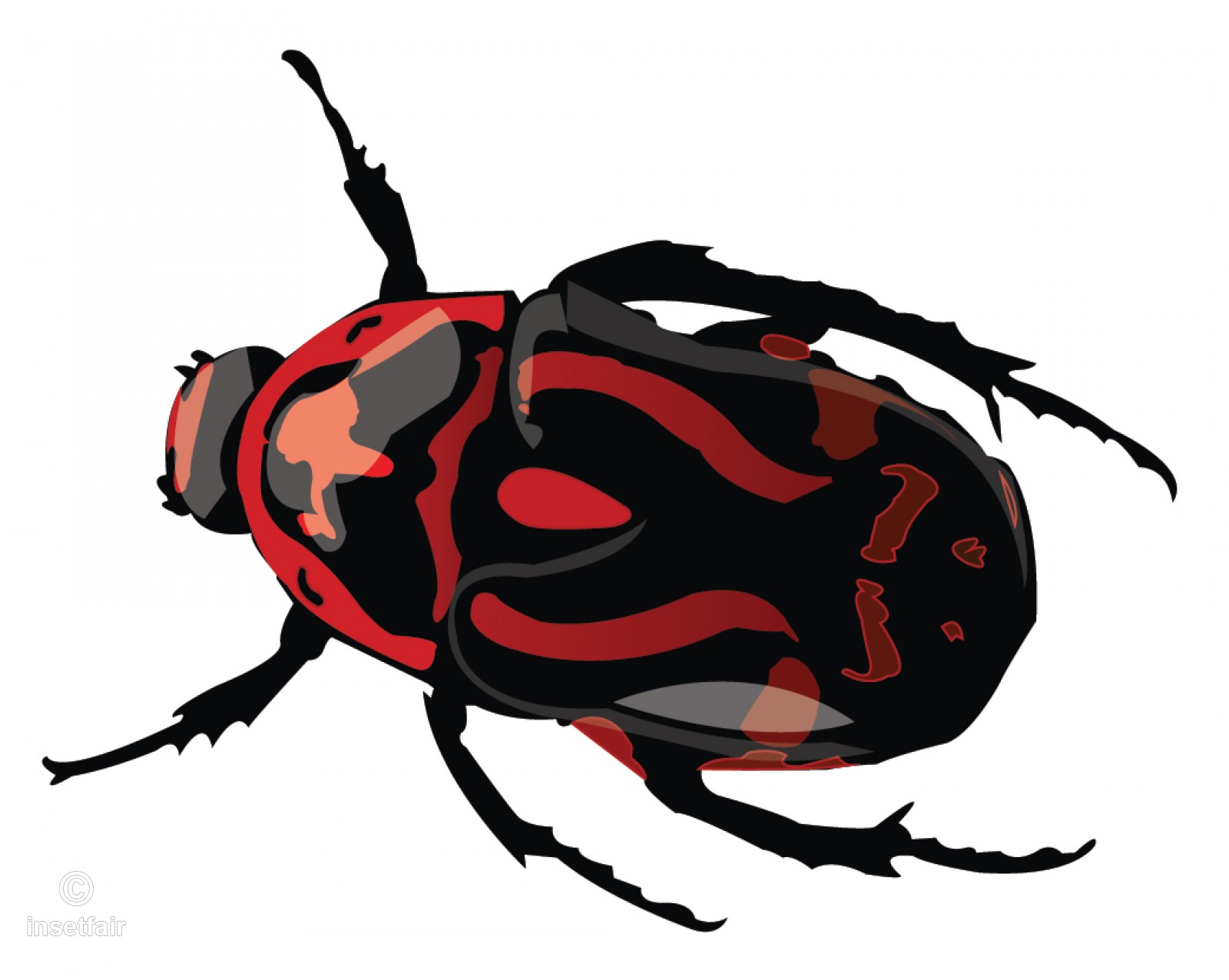 1600x1276 Creepy Scarab Beetle Vector Image In Jpg And Png