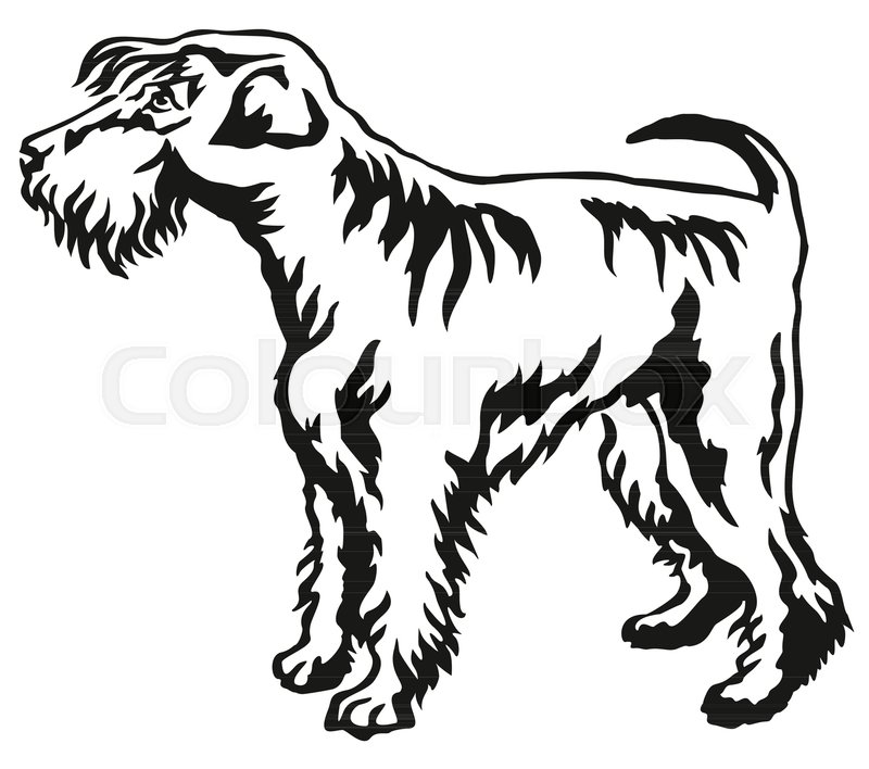 800x708 Decorative Portrait Of Standing In Profile Schnauzer, Vector