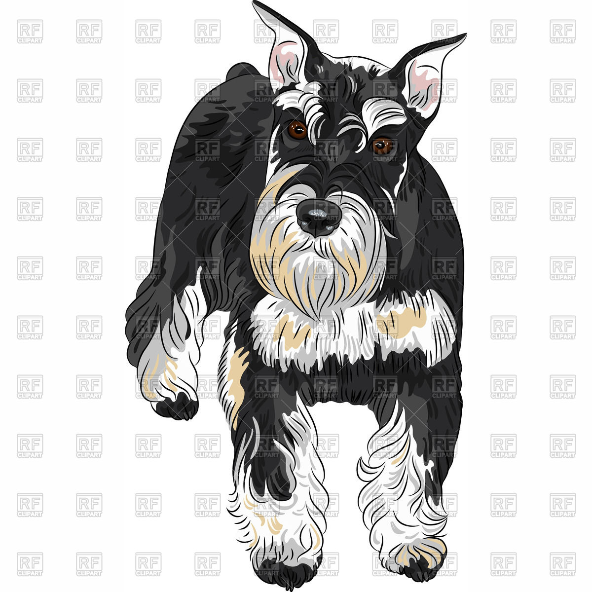 1200x1200 Miniature Schnauzer, Front View Vector Image Vector Artwork Of