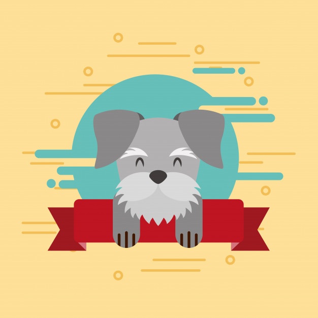 626x626 Schnauzer Vectors, Photos And Psd Files Free Download