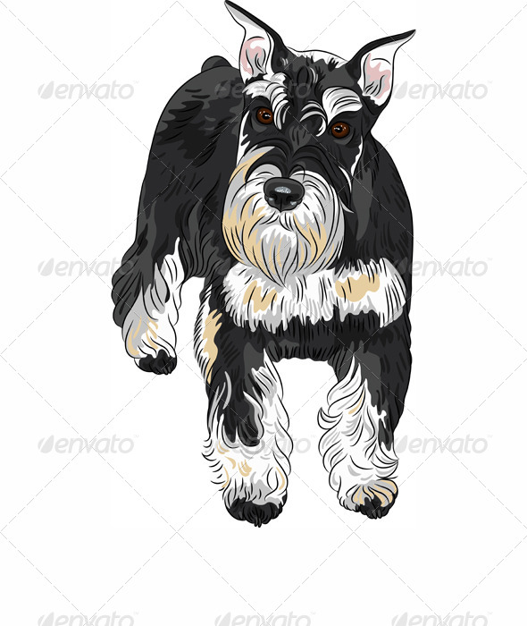 590x700 Dog Breed Miniature Schnauzer By Kavalenkava Graphicriver