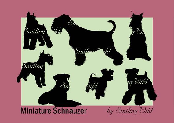 570x403 Mini Schnauzer Svg Miniature Schnauzer Silhouette Vector Etsy