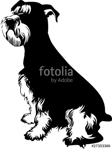 378x500 Black And White Schnauzer Stock Image And Royalty Free Vector