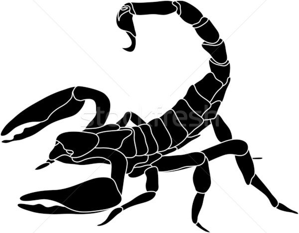 600x468 Scorpion Vector Illustration Pavel Bortel (Pavelmidi) ( 1298403