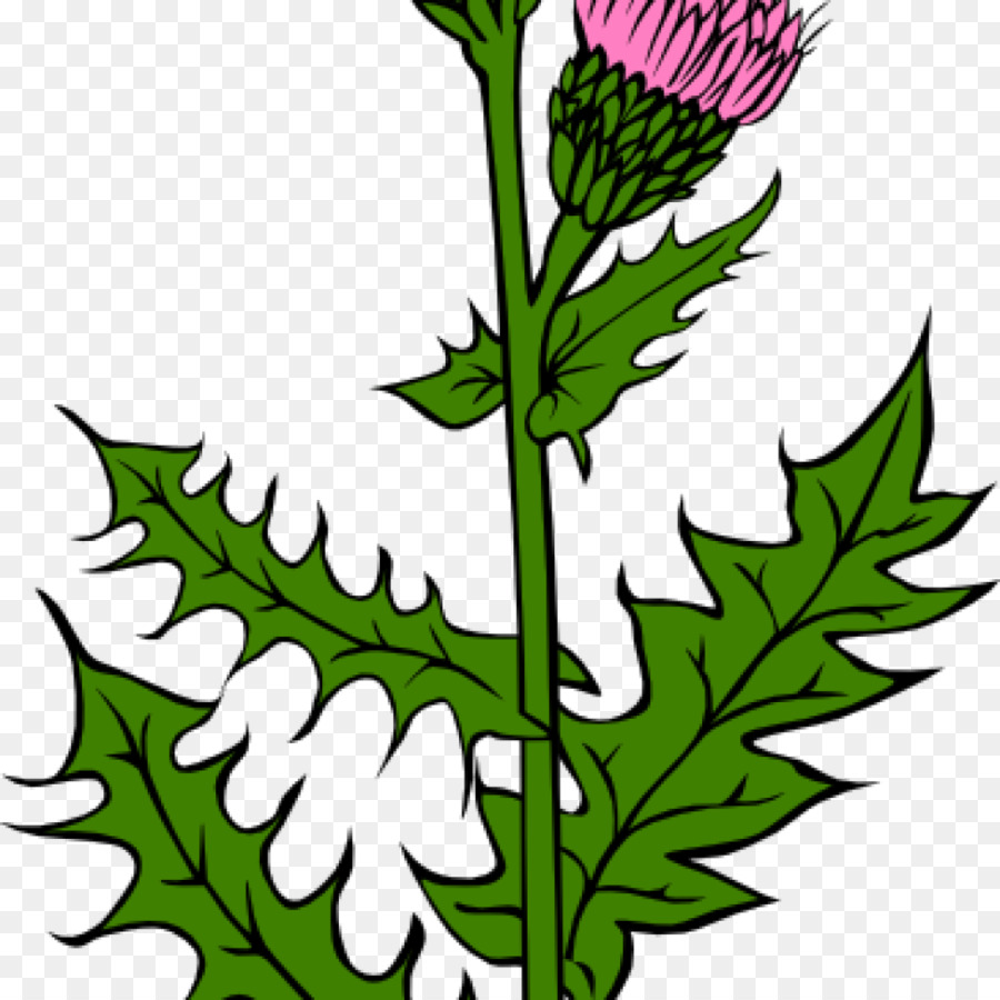 All 99+ Images The National Emblem Of Scotland Is Which Flower Full HD ...