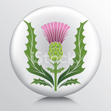 440x440 Icon With Scotch Thistle And Leaves Stock Vector