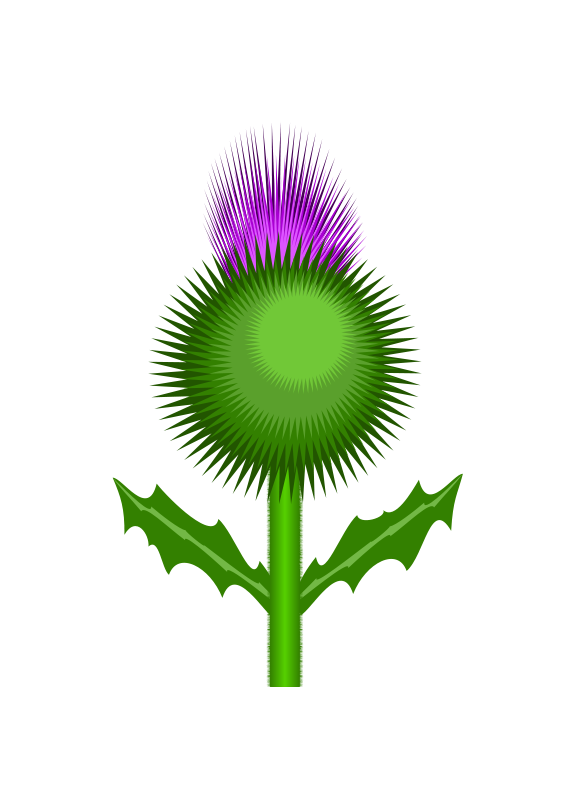 566x800 Scottish Thistle Free Vector 4vector