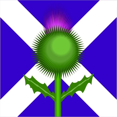 500x499 Scottish Thistle And Flag Free Vector In Open Office Drawing Svg