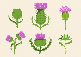 285x200 Scottish Thistle Free Vector Graphic Art Free Download (Found 40