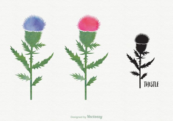 700x490 Thistle Free Vector Art