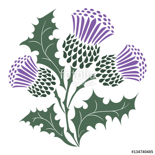 Scottish Thistle Vector at GetDrawings | Free download