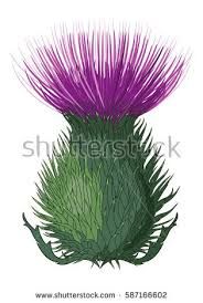 184x274 Afbeeldingsresultaat Voor Scottish Thistle Knot Vector Tattoos
