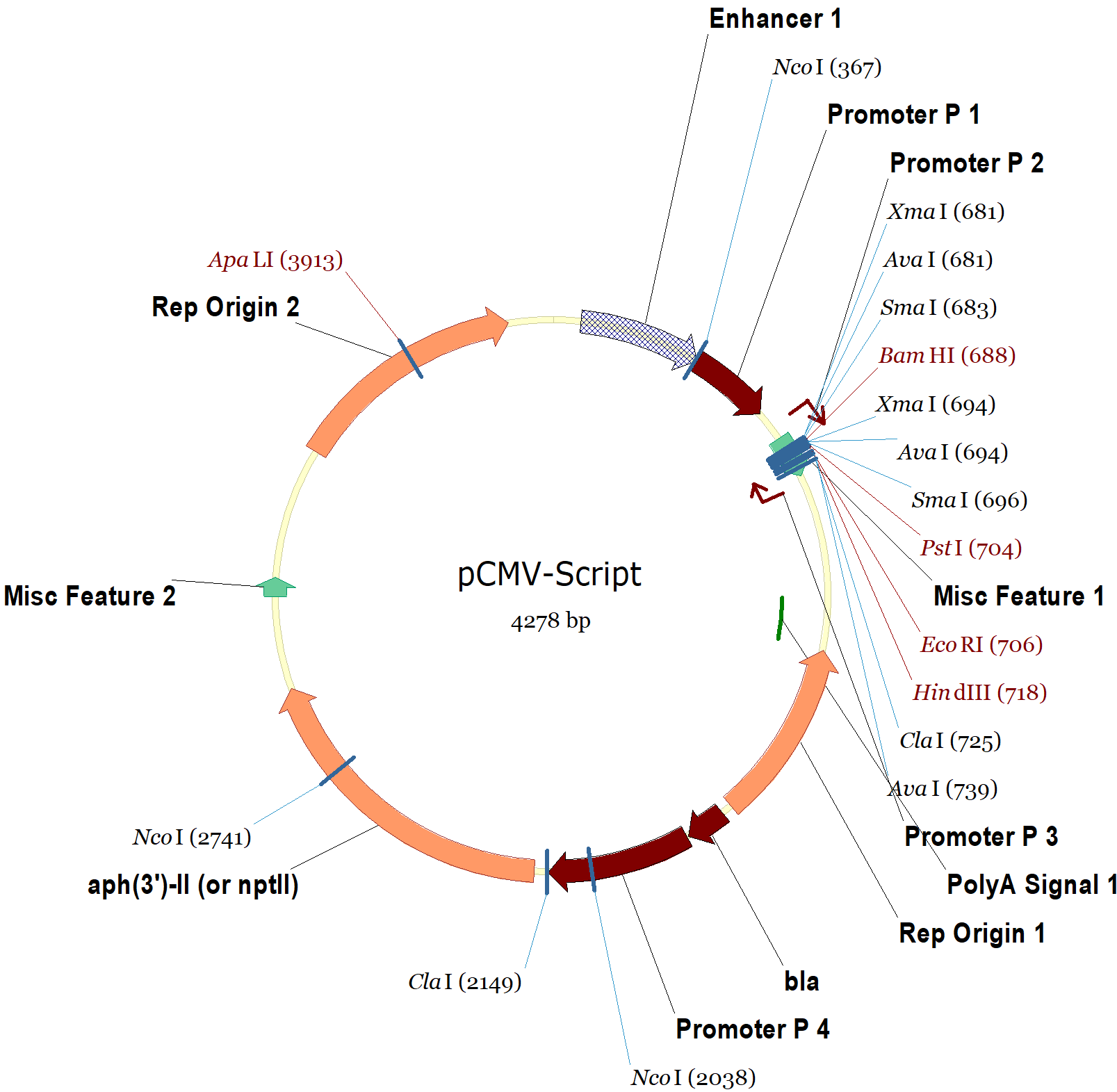 1607x1571 Pcmv Script Vector Map And Sequence