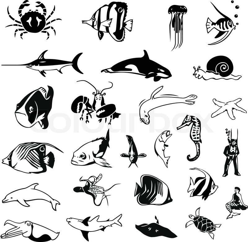 800x783 Sea Life Creatures Stock Vector Colourbox