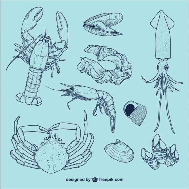 626x626 Sea Life Illustrations Vector Free Download