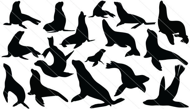 610x350 Sea Lion Silhouette Vector (16) Animal Silhouette Vector