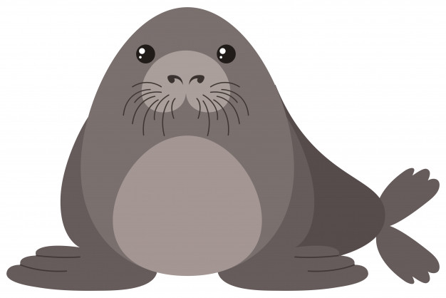 626x418 Sea Lion Vectors, Photos And Psd Files Free Download