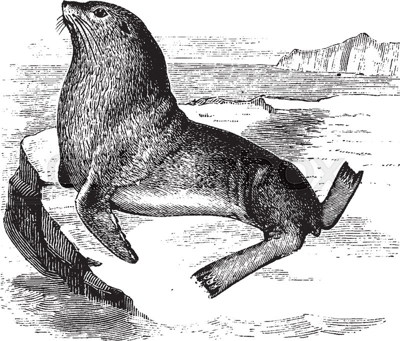 800x681 Steller Sea Lion Is A Large Pinniped In The Otariidae Family Of