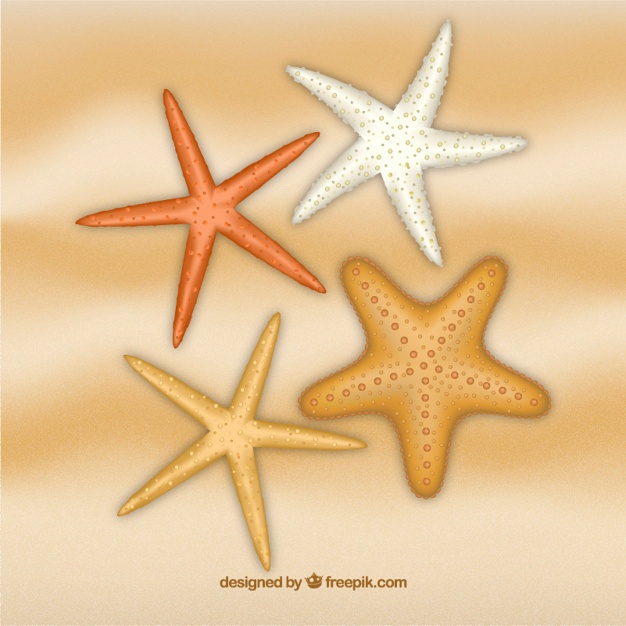 626x626 Seastar Vectors, Photos And Psd Files Free Download