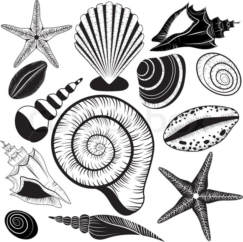800x797 Shells Collection. Seashells Vector Set Starfish For Design And