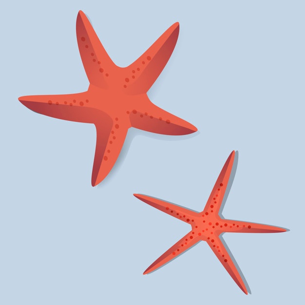 626x626 Starfish Vectors, Photos And Psd Files Free Download