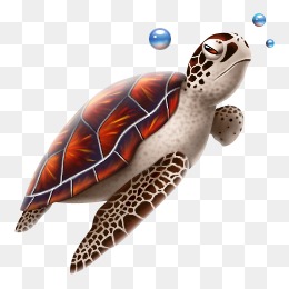 260x260 Sea Turtle Png, Vectors, Psd, And Clipart For Free Download Pngtree
