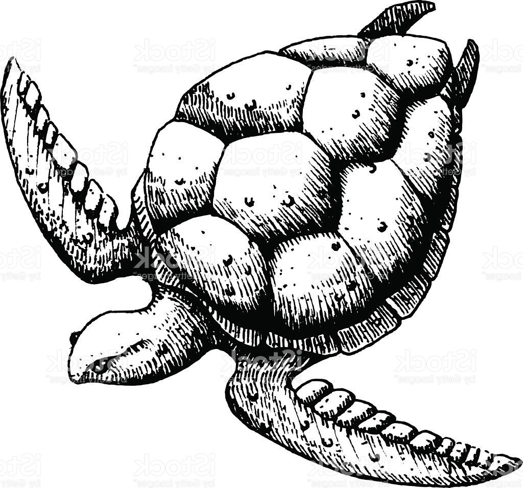 1024x955 Best Hd Sea Turtle Vector Design