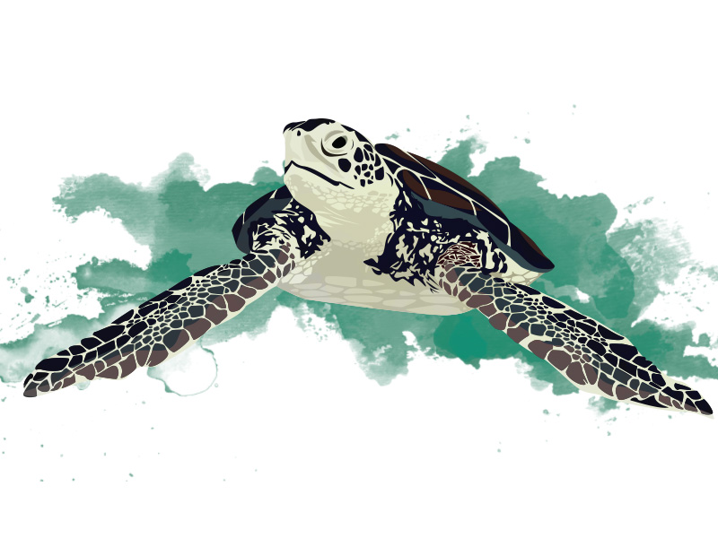 800x600 Sea Turtle Vector By Max Bender