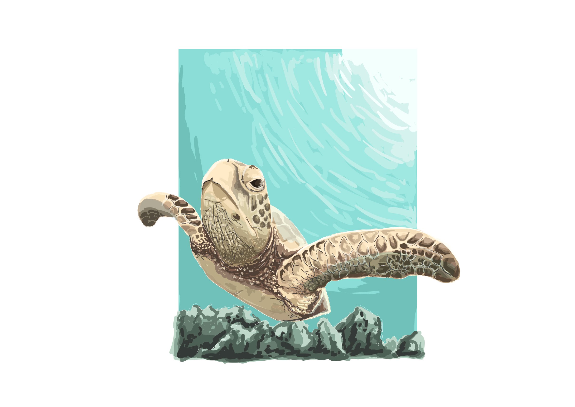 2419x1713 Time Lapse Adobe Illustrator Sea Turtle Vector Painting