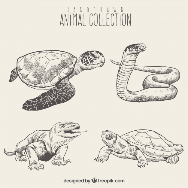 626x626 Turtle Vectors, Photos And Psd Files Free Download