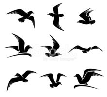 220x200 Seagull Vector Stock Vectors