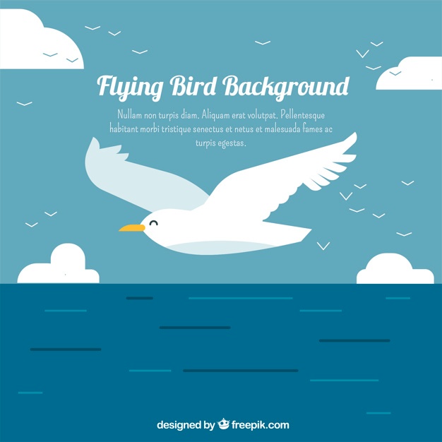 626x626 Seagull Vectors, Photos And Psd Files Free Download