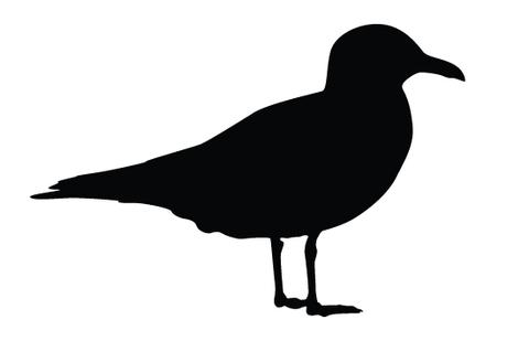 480x309 Seagull Silhouette Vectors Silhouettes Vector