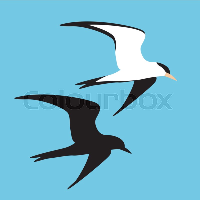 800x800 Seagull Vector Illustration Style Flat Black Silhouette Stock